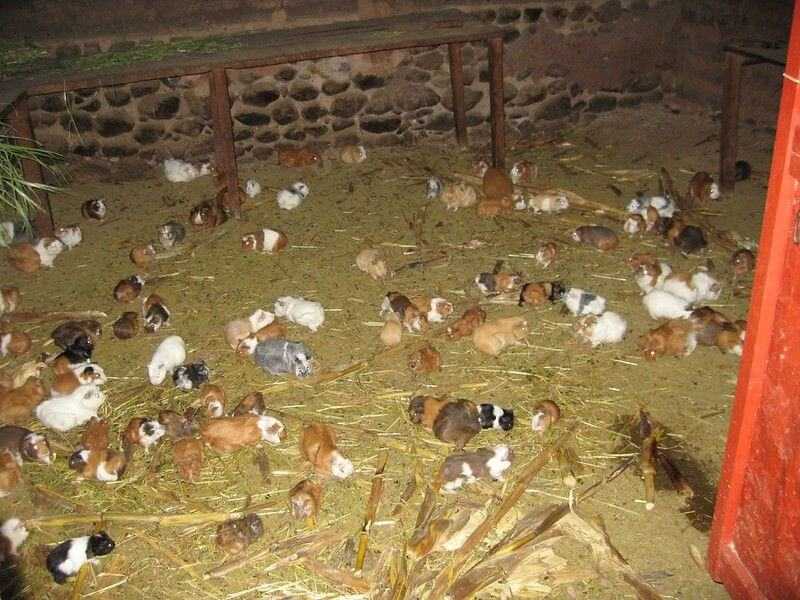 criação de porquinho da india