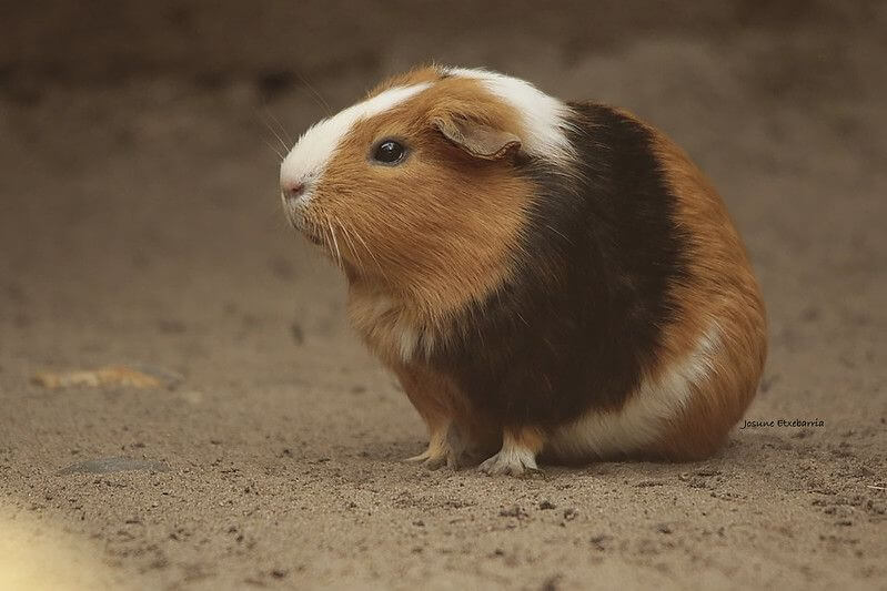 porquinho da india peruano - cuy