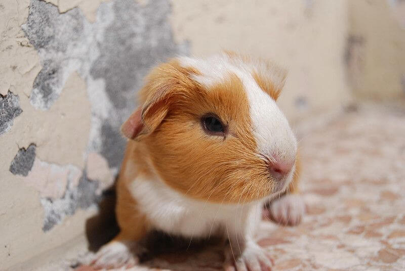 guinea pig