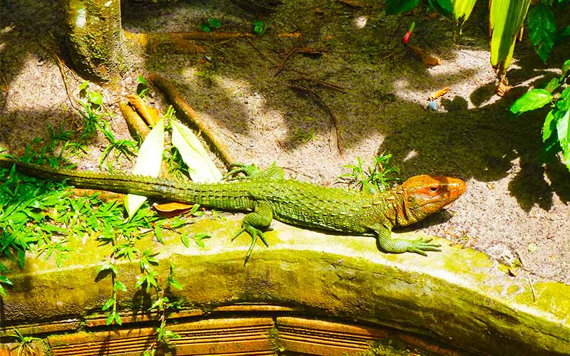 O que fazer em Iquitos - Zoo