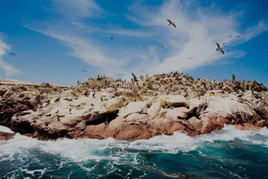 Tour Ilhas Ballestas e Reserva Nacional de Paracas 1 Dia