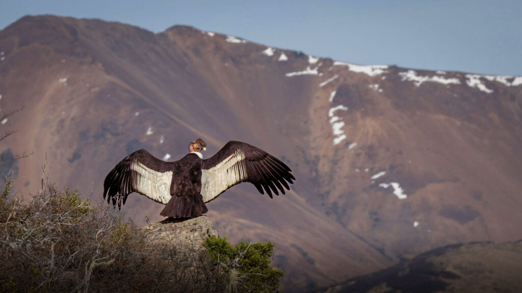Tour Canion do Colca Arequipa 1 Dia